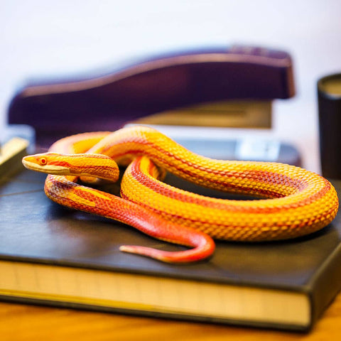 Safari Ltd. Corn Snake