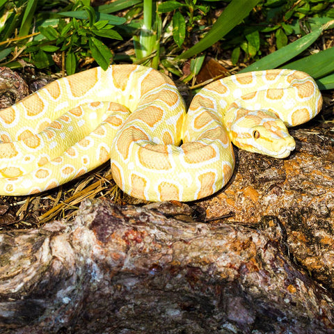 Safari Ltd. Albino Burmese Python - 100250
