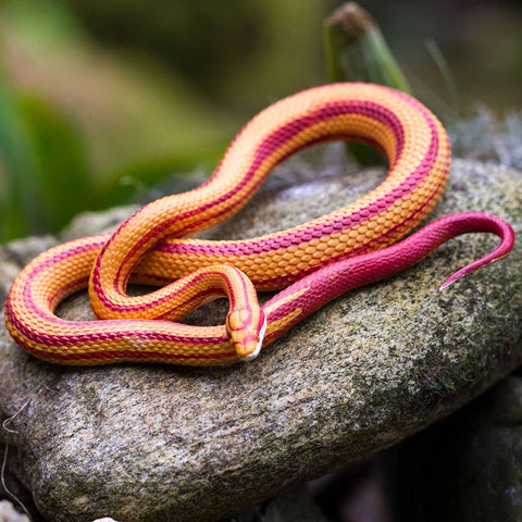 Safari Ltd. Corn Snake