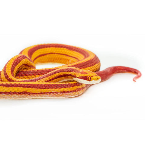 Safari Ltd. Corn Snake