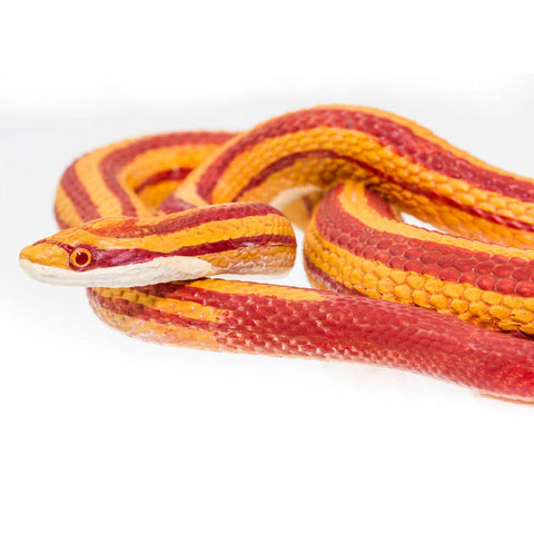 Safari Ltd. Corn Snake