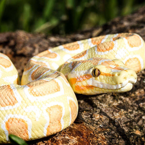 Safari Ltd. Albino Burmese Python - 100250