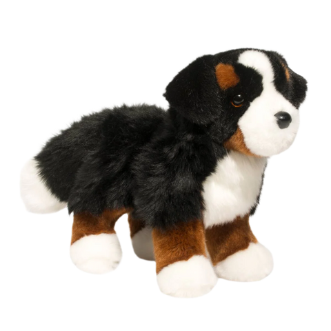 Douglas Stevie Bernese Mountain Dog