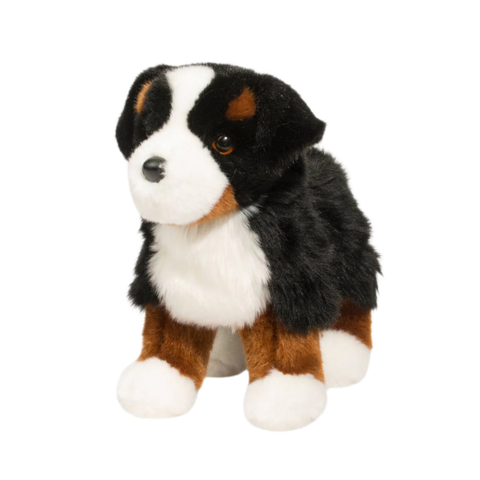 Douglas Stevie Bernese Mountain Dog