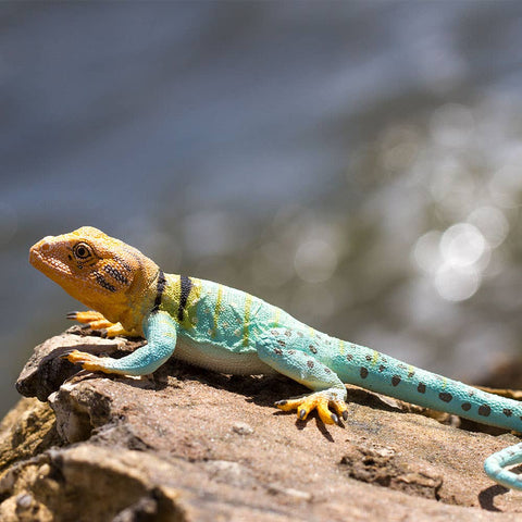 Safari Ltd. Collared Lizard - 271029
