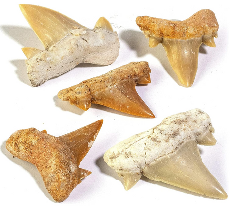 Shark Tooth Fossil