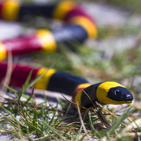 Safari Ltd. Coral Snake - 257429